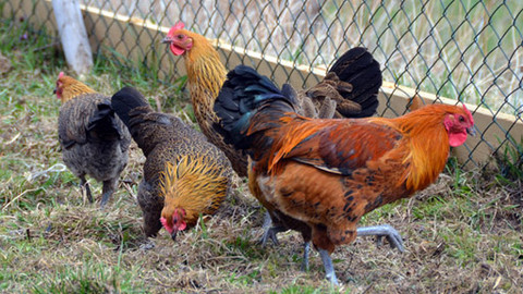 Malá farma - Jak na slepice