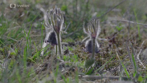 Minuty z přírody - Koniklec luční český