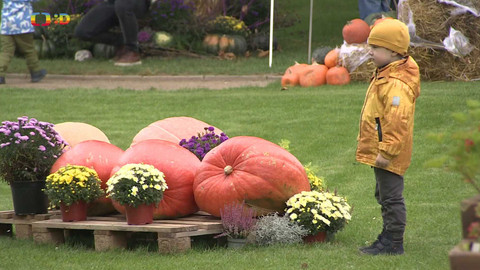 Zprávičky - 31. října