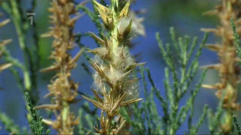 Živé srdce Evropy - Židoviník německý