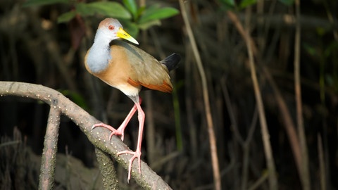 Kořeny života - 2/3 Život v mangrovech