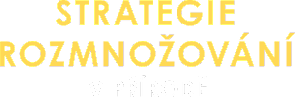 Strategie rozmnožování v přírodě