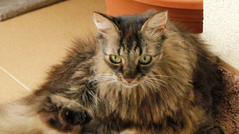 Kočka není pes - Rozhádaný Matýsek a rozdílní Bax a Lola