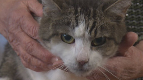 Chcete mě? - Chcete je?