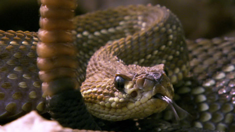 Safari z Knihy džunglí - Epizoda 7/26