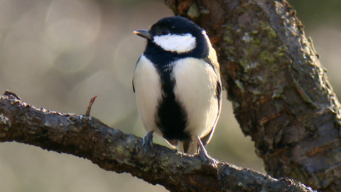 Darwinův úžasný svět zvířat - 11/12 Cvrlikokurz