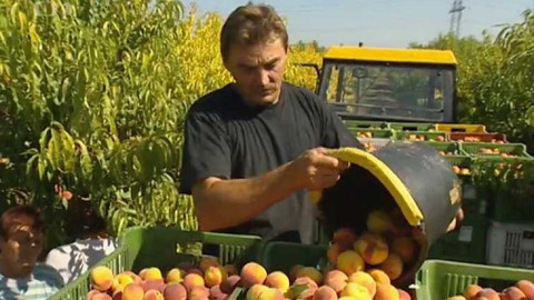 Náš venkov - Radosti a strasti tuzemských sadařů
