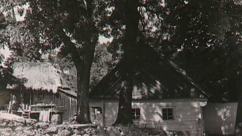 Kořeny - Vysoký Chlumec u Sedlčan