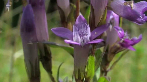 Živé srdce Evropy - Hořeček drsný Sturmův