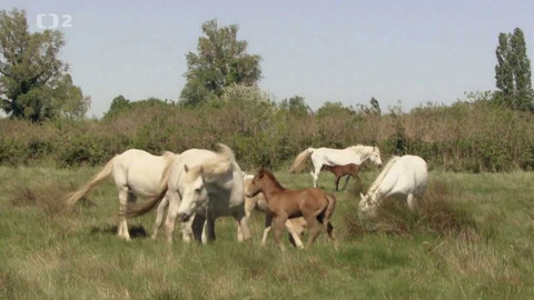 Dobrodružství vědy a techniky - Camaržští koně – odolní krasavci jižní Francie