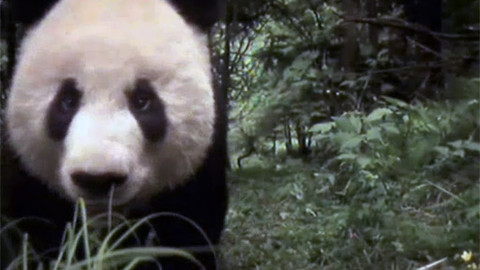 Já a moje rodina - 19/26 Malá panda
