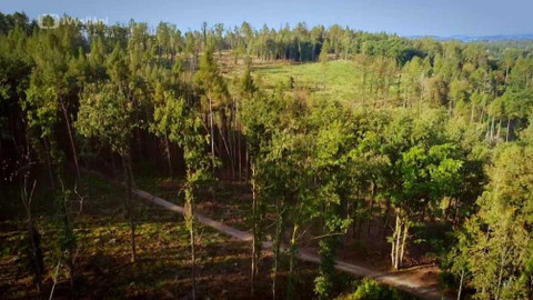 Kapka vody - Obnova lesů