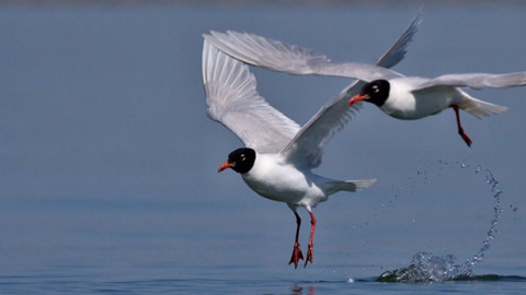 Chcete mě? - 23. února 2020