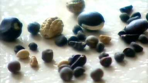 Odhalené souvislosti - Rostliny - jejich komunikace a pohyby