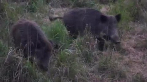 Tisíc let české myslivosti - 13. června 2008