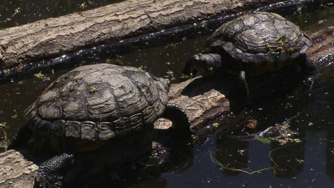 Tamtam - 17. června 2023