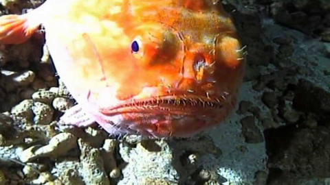 Dobrodružství vědy a techniky - Expedice Gombessa