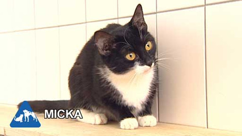 Chcete mě? - Chcete je?