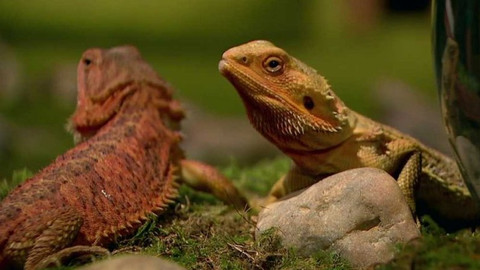 Dračí pohádky - Jedenáct draků a černá paní