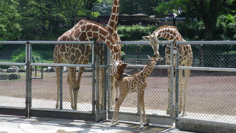 Příběhy zvířecích miminek - Epizoda 4/28