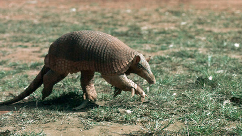 Obdivuhodný svět přírody - Pásovec velký