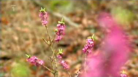 Živé srdce Evropy - Lýkovec jedovatý