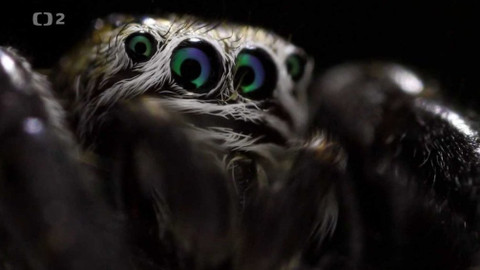 Dobrodružství vědy a techniky - Ohromující svět pavouků