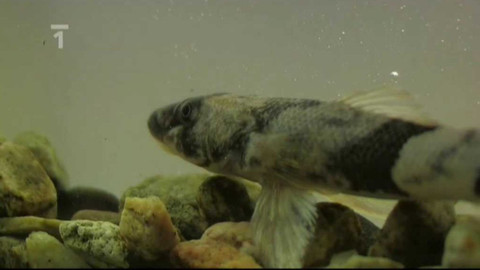 Živé srdce Evropy - Drsek menší