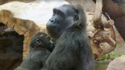 Gorilí povídání - 9/13 O paviánech