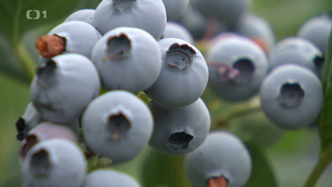 Týden v regionech (Brno) - 12. července