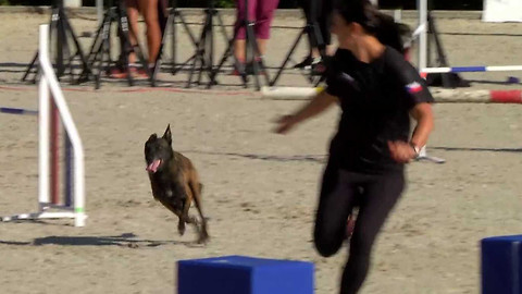 Agility - MČR Praha 2026