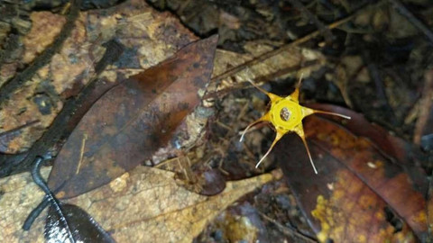 Kvarteto - Naši vědci ve světě