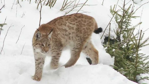 Novinky z přírody - Epizoda 46/53