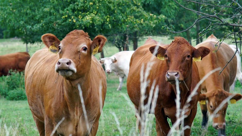 Nedej se! - Citový život zvířat