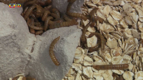 Terčin zvířecí svět - 31. října