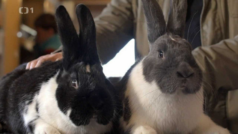 Co naše babičky uměly a na co my jsme zapomněli - Král králík