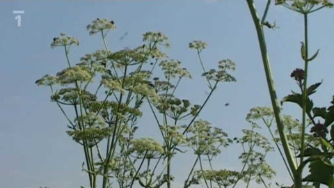 Živé srdce Evropy - Matizna bahenní