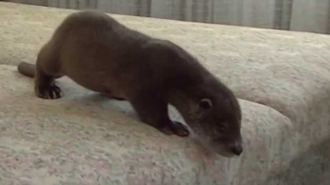 Vydrýsek - 3/13 O děravé kleci