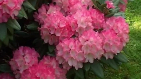 Toulavá kamera - 19. června 2005