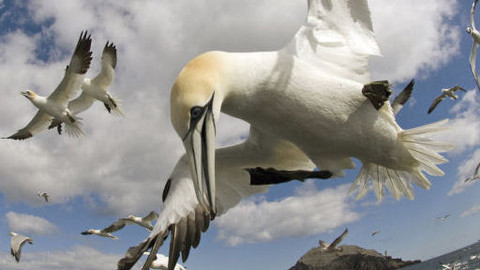 Na ptačích křídlech kolem světa - 3/6 Evropa