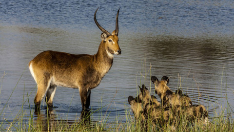 Okavango - řeka snů - 2/4 Mezi dvěma světy
