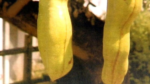 Pod pokličkou - Karob není kakao, tuku má jen pomálo