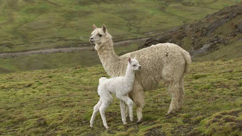 Dobrodružství vědy a techniky - Bertina malá alpaka