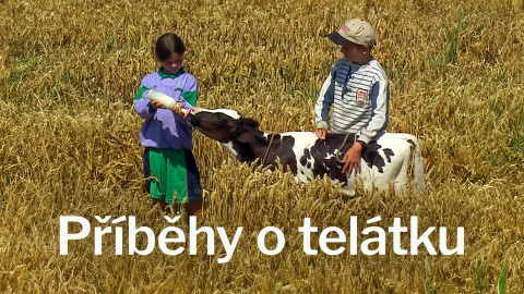 Příběhy o telátku