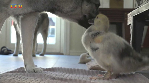 Zprávičky - 12. května 2019