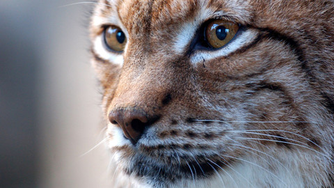 Příběhy zvědavých přírodovědců - 5/10 Neviditelné šelmy aneb O rysech, medvědech a vlcích