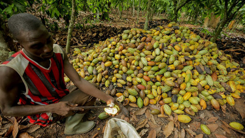 Vůně cizích krajů - Pobřeží slonoviny, africká mozaika