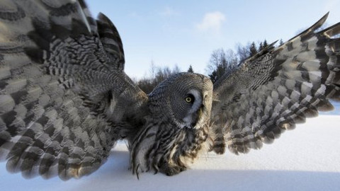 Hitparáda zvířecích zabijáků - 2/5 Deset nejúčinnějších zvířecích zbraní