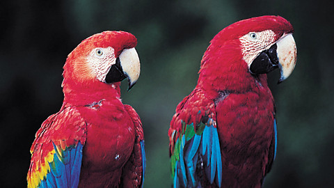 Země a města světa - Brazílie ve víru tance