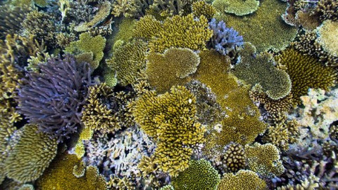 Království oceánů - 3/4 Život na útesu